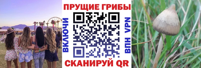 Галлюциногенные грибы Magic Shrooms  Купить где  Лакинск 